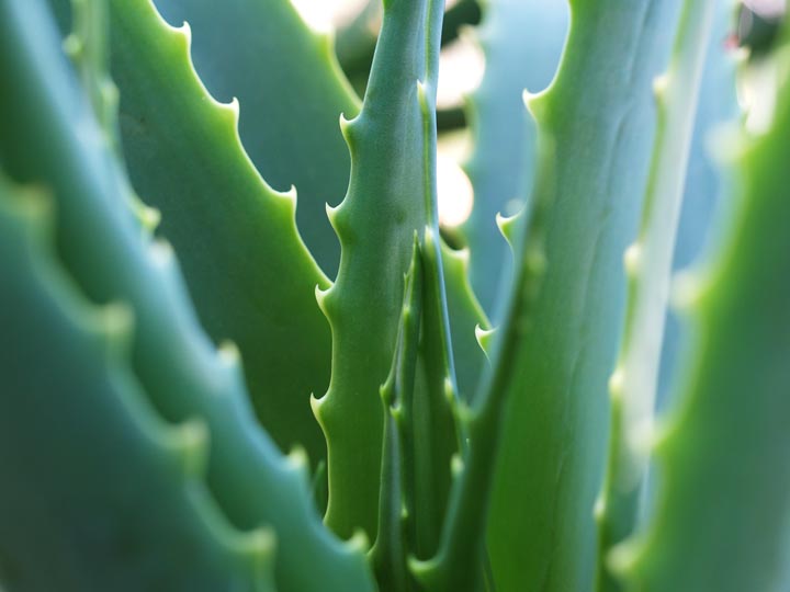 Aloe Vera leaves