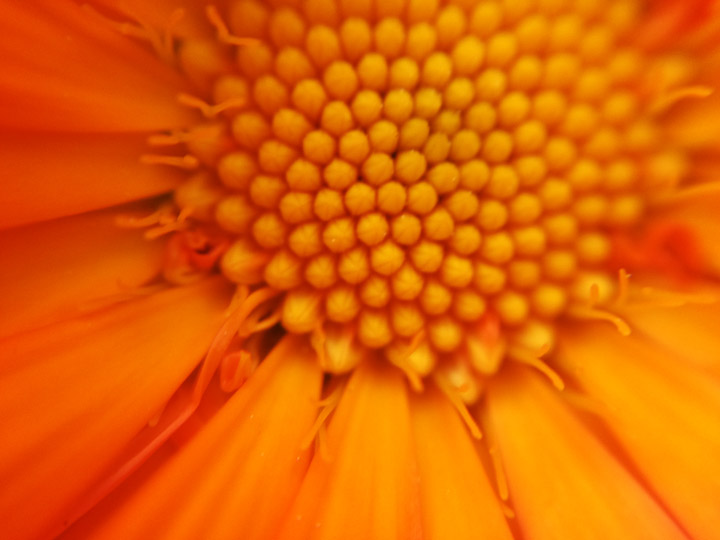 Calendula flower