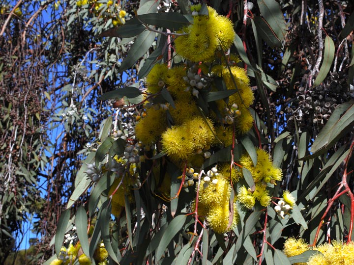 Eucalyptus branch