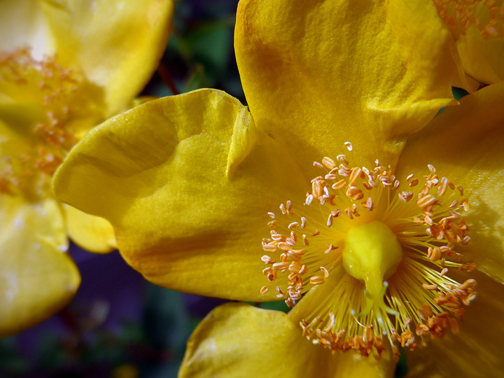 Hypericum flower bud