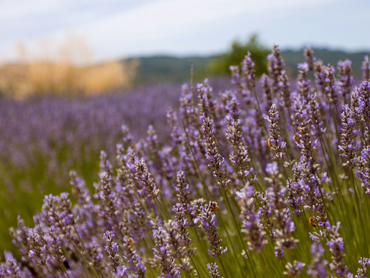 Lavender grove