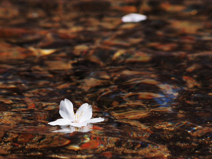 Rose water