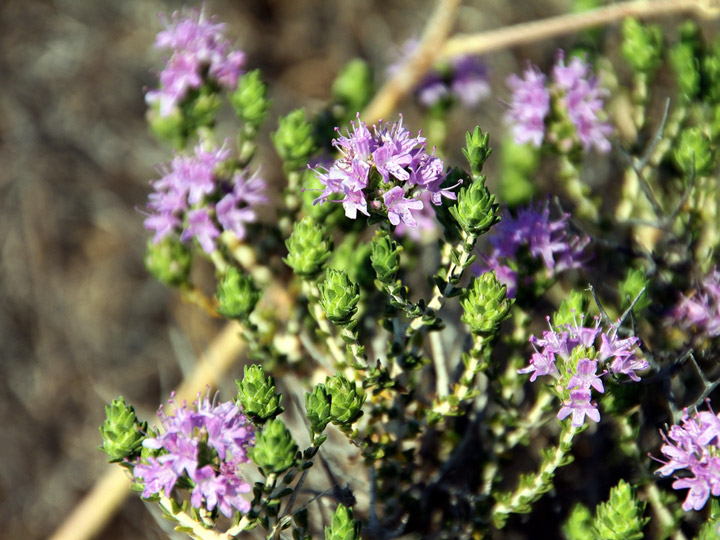 Thyme bloomed